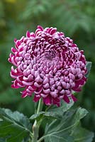 Chrysanthemum 'Gilbert Leigh Purple'