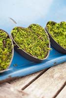 Heart shaped containers planted with moss, against blue metal tray