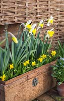 Growth development with Narcissus in bloom. 