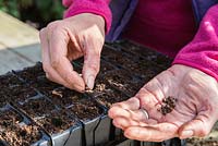 Sowing Sweet Pea 'Sugar Almonds' seeds in root trainers