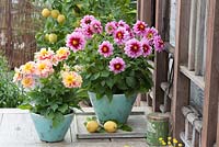 Dahlias in containers