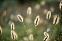 Pennisetum Thunbergii 'Red Buttons'