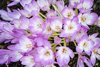 Colchicum 'Lilac Wonder'