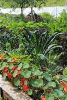 Kale plants 'Nero di Toscana', 'Scarlet Curly' and 'Starbor' in a garden with Nasturtium  flowers, fruit bushes and trees, Wales, UK.