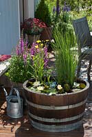 Planting water lily plants in wooden barrel - barrel filled with water and plants