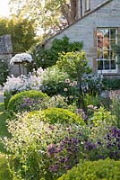 Self seeded Aquilegia, Alliums and Hesperis -Sweet Rocket amongst Buxus balls in country garden. The Old Rectory, Dorset