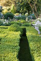 Decorative rows of clipped Buxus parterre hedging with summer planting of Sweet Rocket. The Old Rectory, Dorset