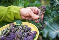 Harvesting Broccoli 'Early Purple Sprouting'
