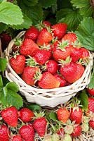 Strawberry - fragaria x ananassa 'Symphony'