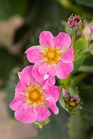 Fragaria x ananassa 'Viva Rosa' - Pink Flowering Strawberry