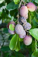 Brown rot on Plum 'Victoria'