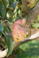 Stony Pit Virus on Pear Tree 'Marguerite Marillat'