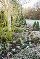 Cornus sericea 'Flaviramea', AGM, with snowdrops and heather. Sir Harold Hillier Gardens, Ampfield, Romsey, Hants, UK