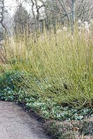 Cornus sericea 'Flaviramea' underplanted with snowdrops. Sir Harold Hillier Gardens, Ampfield, Romsey, Hants, UK