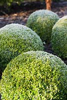 Buxus sempervirens - Frosted clipped box balls. Sir Harold Hillier Gardens, Ampfield, Romsey, Hants, UK