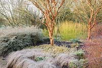 Acer giseum, the paperbark maple, surrounded by colourful cornus, grasses, euonymus and grasses. Sir Harold Hillier Gardens, Ampfield, Romsey, Hants, UK