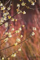 Chimonanthus praecox 'Maruyama'. Sir Harold Hillier Gardens, Ampfield, Romsey, Hants, UK