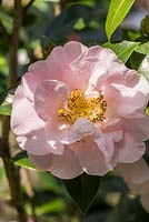 Camellia 'Felice Harris'. Sir Harold Hillier Gardens, Ampfield, Romsey, Hants, UK