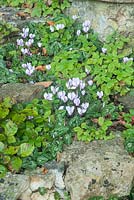 Steps colonised by cyclamen and wild strawberries. Mapperton House, Beaminster, Dorset, UK