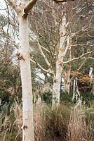 Betula utilis 'Marble Stem'. Sir Harold Hillier Gardens, Ampfield, Romsey, Hants, UK