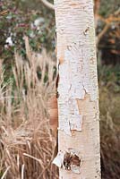 Betula utilis 'Marble Stem'. Sir Harold Hillier Gardens, Ampfield, Romsey, Hants, UK