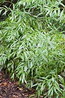Sarcococca saligna. Sir Harold Hillier Gardens, Ampfield, Romsey, Hants, UK