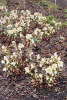 Helleborus x ericsmithii 'Bob's Best'. Sir Harold Hillier Gardens, Ampfield, Romsey, Hants, UK
