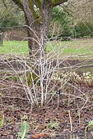 Rubus biflorus. Sir Harold Hillier Gardens, Ampfield, Romsey, Hants, UK
