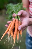 Harvesting young Carrot 'Yukon' 