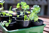 Young Parsnip 'Gladiator' in pots