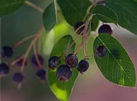 Amelanchier Canadensis fruit, serviceberry