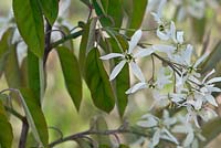 Amelanchier canadensis, Canadian serviceberry