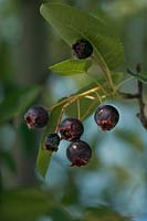 Amelanchier Canadensis fruit, serviceberry
