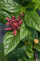 Calycanthus florida 'Micheal Lindsey', sweetshrub