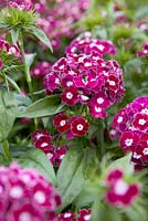 Dianthus barbatus 'Frosted Burgundy'