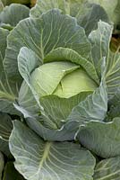 Cabbage 'Atlas'