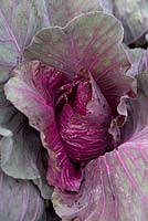 Cabbage 'Kalibos'