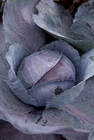 Brassica - Cabbage 'Primero'