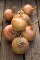 Onion 'Rumba'