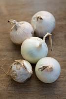 Onion 'Snowball'