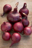 Onion 'Hyred'