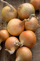 Onion 'Santero'