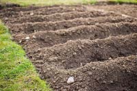 Trenches planted with different varieties of potatoes in an allotment bed