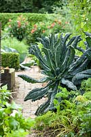 Brassica oleracea 'Nero Di Toscana' - Kale. Tuin de Villa