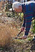 Man cutting back grass Panicum virgatum 'Heavy metal' in spring.