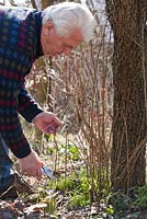 Man removing quince root stock suckers around base of Pear tree using secateurs.