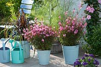 Gaura 'Lillipop Pink' and Pennisetum purpureum 'Vertigo' in enamel buckets