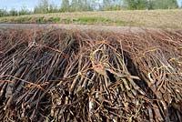 Mainly willow branches harvested from the Biesbosch - wetlands - National Park in The Netherlands 