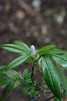 Piptanthus nepalensis  - evergreen laburnum leaves and bud. 