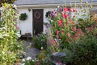 Coastal garden in high summer. Colourful seaside garden with lots of annuals.